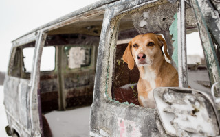 Dog snowy van broken window - broken free wallpaper