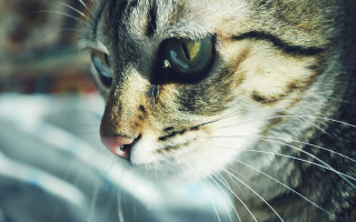 Cat blackeye white nose looking - a white nose free wallpaper