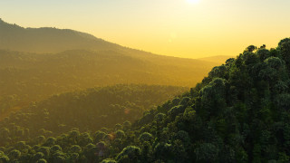 Mountain forest sunset volumetric lighting - a forest of trees free wallpaper for desktop