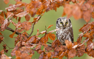 Small owl branch autumn bird - the fall time free wallpaper