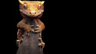 Lizard stump branch eyes sumatraism - a tree stump free wallpaper