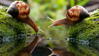 Snails reflections moss rocks surreal - green moss free wallpaper