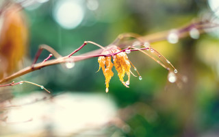 Water drops branch bokeh moon - a blurry background of trees and bushes free wallpaper