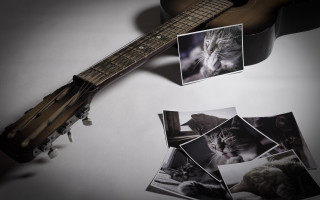 Guitar cat photorealism stilllife cinematic - a picture of a cat free wallpaper