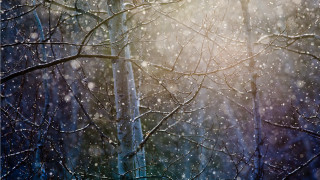 Snowy woods bird branch blurry - a snowy day free wallpaper