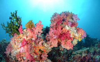 Coral reef sunshine autumn cherry - the waters surface free wallpaper