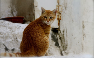 Cat ledge building door window - a ledge in front free wallpaper