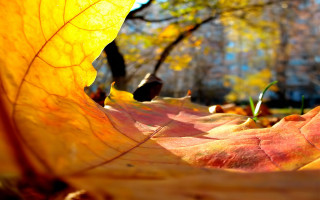 Ginkgo leaf autumn bokeh fire - free autumn wallpaper