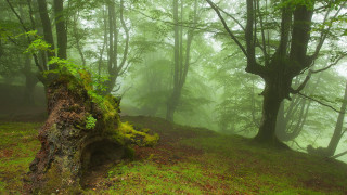 Tree stump fog bench forest - a tree stump in a forest free wallpaper