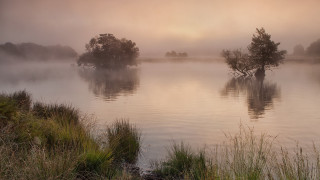 Lake fog trees bushes matte - a few bush free wallpaper