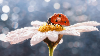 Ladybug whiteflower dewdrops macro bokeh - a white flower free wallpaper