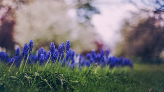 Blue flower field nature outdoors - a blurry sky in the background free wallpaper