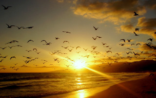 Birds sunset ocean beach flying - over a beach free wallpaper