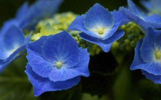 Blue flowers green leaves bokeh - vivid color free wallpaper for desktop