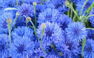 Blue flower field macro plant - one flower in the middle of the picture free wallpaper