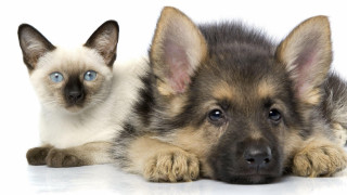 Cat dog blueeyes animals portrait - a cat and a dog free wallpaper