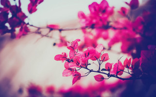 Branch pink flowers blue sky 2 - a pink light free wallpaper for desktop