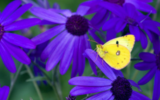 Yellow butterfly purple flower summer - a green background behind free wallpaper for desktop