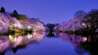 River reflections night purple flowers - beautiful scenery free wallpaper for desktop