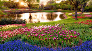 Pond flowers trees sunset landscape - free spring wallpaper for desktop