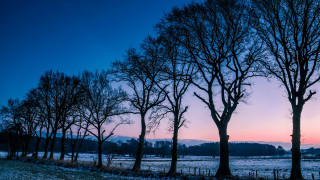 Snowy trees dusk pink sky - a row of trees free wallpaper