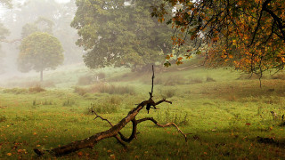 Fallen tree foggy field yellow - fallen free wallpaper
