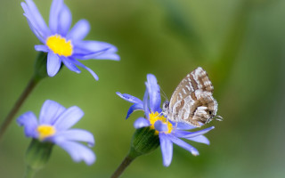 Domirinic fegallia blue butterfly flower - blue flower free wallpaper
