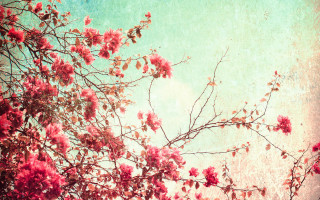 Pink flower tree blue sky - claire hummel free wallpaper for desktop