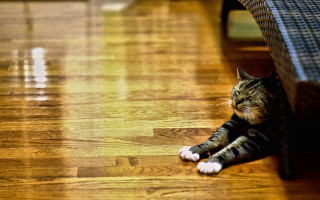 Cat laying floor wicker bench - the floor next free wallpaper