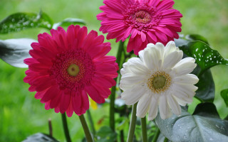 Flowers vase outdoor daisy hydrangea - free flowers wallpaper