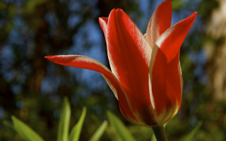 Red white flower blue sky 3 - a few leaf free wallpaper for desktop