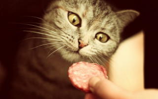 Cat meat shiba inu closeup - its hand free wallpaper