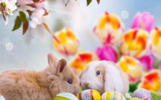 Rabbit easter flowers bokeh magical - two rabbit free wallpaper