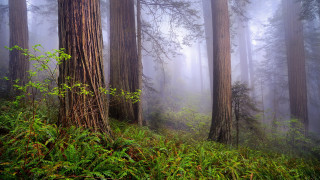 Foggy forest trees green nature - green plant free wallpaper