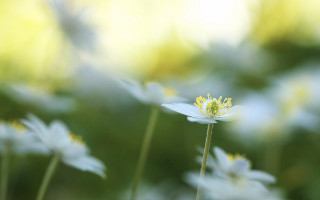 Flower bloom macro fairy wings - blurry background of flowers free wallpaper