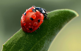 Ladybug green leaf water droplets 12 - a ladybug free wallpaper