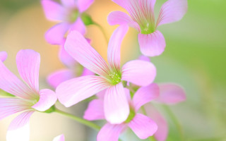 Pink flowers butterfly macro blurry - a yellow center free wallpaper