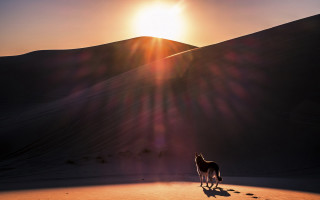 Horse desert sunset mountains sunlight - the middle of a desert free wallpaper