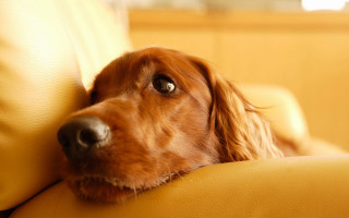 Dog couch resting head looking 2 - dof free wallpaper for desktop