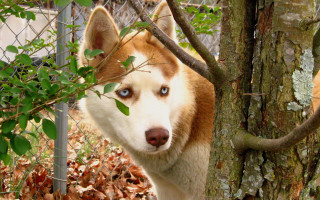 Dog blue eyes tree forest - cosmo alexander free wallpaper