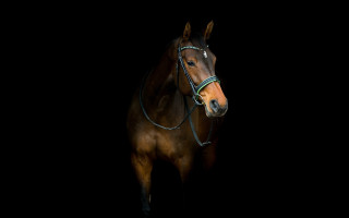 Brown horse dark bridle portrait - a brown horse free wallpaper