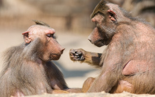 Monkeys sitting on sandy ground - their hand together free wallpaper