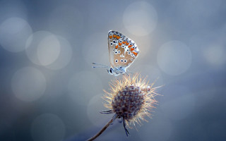 Butterfly flower bokeh light macro - a butterfly free wallpaper for desktop