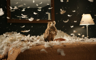 Bird on bed shredded paper - twin peak free wallpaper