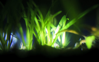 Bioluminescent bamboo leaf closeup macro - bioluminescence free wallpaper