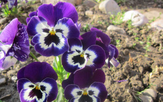 Purple flower bug butterfly garden - rock and grass free wallpaper