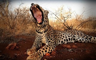 Leopard yawn wildlife nightout camouflage - tooth wide open free wallpaper
