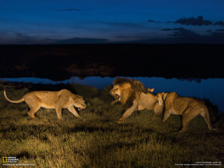 Lions walking grass water night - annie leibovitz free wallpaper for desktop