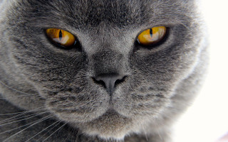 Cat yellow eyes closeup macro 2 - expressionism free wallpaper