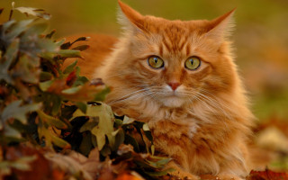 Sad cat in autumn bush - impressionism free wallpaper for desktop